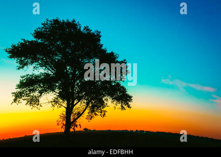 Silhouette d'arbre solitaire sur la colline en orange et bleu s'allume au coucher du soleil Banque D'Images