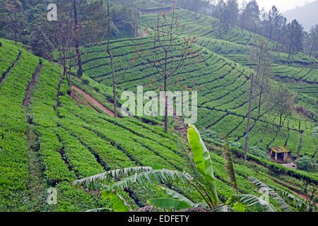 Plantation de thé en terrasses indonésienne sur les pentes du mont Gede / volcan Gunung Gede, Java ouest, Indonésie Banque D'Images