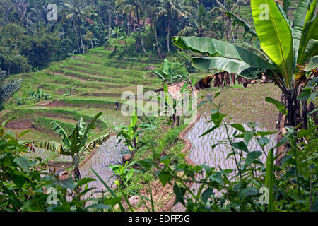 Indonesian rizières en terrasses sur les pentes du mont Gede / volcan Gunung Gede, Java ouest, Indonésie Banque D'Images