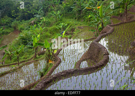 Indonesian rizières en terrasses sur les pentes du mont Gede / volcan Gunung Gede, Java ouest, Indonésie Banque D'Images