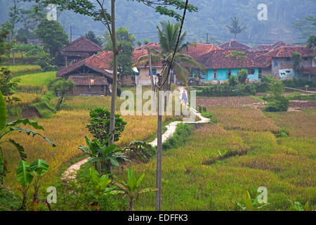 Village rural indonésien et le chemin qui traverse les champs de riz, Cianjur Regency, Java ouest, Indonésie Banque D'Images