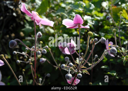 Anémone japonaise, Anemone x hybrida. Close up montrant rose ou mauve fleurs et bourgeons. Banque D'Images