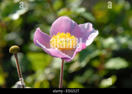 Close up sur fleur d'anémone japonaise. Anemone x hybrida. Fleur rose ou mauve Banque D'Images