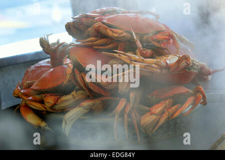 CRABE DE FISHERMANS WHARF crabe fraîchement cuit et cuit à la vapeur crabes Dungeness à Fisherman's Wharf Grotto Embarcadero San Francisco California USA Banque D'Images