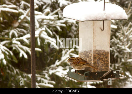 Troglodyte de Caroline à une mangeoire pour oiseaux dans la neige en hiver Banque D'Images