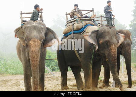 CHITWAN, NÉPAL - 14 OCTOBRE : éléphants indiens -Elephas maximus indicus- et leurs cornacs attendre pour les touristes aller sur Safari Banque D'Images