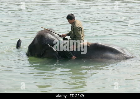 CHITWAN, NÉPAL - le 14 octobre : l'éléphant indien -Elephas maximus indicus- prend un bain après une journée de travail, le transport de tourisme de safari Banque D'Images