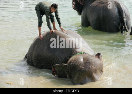 CHITWAN, NÉPAL - 14 OCTOBRE : éléphants indiens -Elephas maximus indicus, prendre un bain après une journée de travail du transport de tourisme de safari Banque D'Images