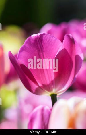 Les tulipes de pourpre et de couleurs pastel Banque D'Images