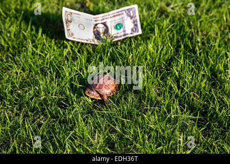Gros plan des jeunes tortues caisseuses de l'est dans l'herbe avec une facture d'un dollar, Monroe, New Jersey, États-Unis, États-Unis,vente annonce, drôle, économie isolée Banque D'Images