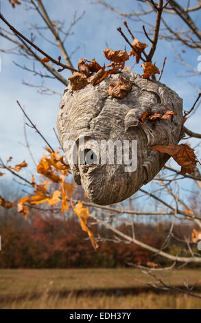 Close up hornets nest dans un arbre avec les feuilles d'automne dans la région de Monroe Twp., New Jersey, USA Banque D'Images