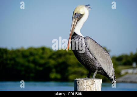 Pélican brun le long de Florida Keys Overseas Highway à Robbie's Marina à Islamorada. Banque D'Images