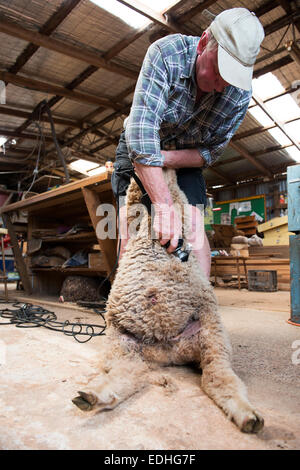 Un agriculteur de cisailles à la laine d'un mouton. Banque D'Images