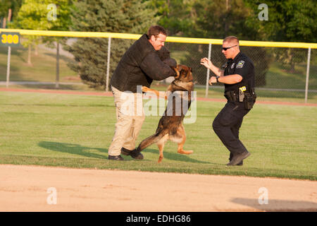 Agent K-9 s'attaquer à un homme qui a attaqué un officier de police manifestation Banque D'Images