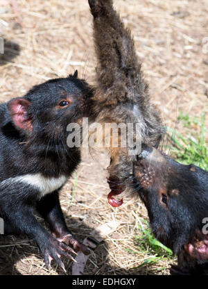 Diables de Tasmanie vicieux qui se battent pour une jambe de Wallaby. Banque D'Images