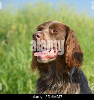 Chien de pointeur allemand à poil long (Deutsch-Langhaar) Banque D'Images