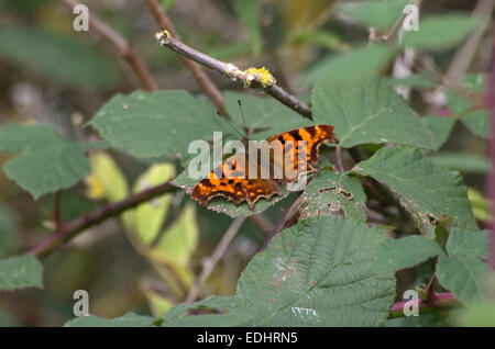 Papillon de virgule Banque D'Images