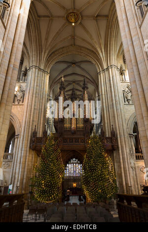 Vue de l'intérieur de l'organe Beverley Minster et arbres de Noël. Banque D'Images