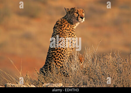 Et cheetah cub à côté de mère assis sur l'affût d'observation de la lumière tôt le matin Parc transfrontalier de Kgalagadi en Afrique du Sud Banque D'Images