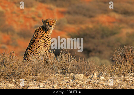 Et cheetah cub à côté de mère assis sur l'affût d'observation de la lumière tôt le matin Parc transfrontalier de Kgalagadi en Afrique du Sud Banque D'Images