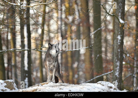 Le nord-ouest de wolf (Canis lupus occidentalis) dans la neige, lookout, captive, Bade-Wurtemberg, Allemagne Banque D'Images