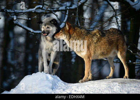 Homme et femme loup alpha, alpha Wolf, de l'accueil, dans le nord-ouest de wolf (Canis lupus occidentalis) dans la neige, captive Banque D'Images