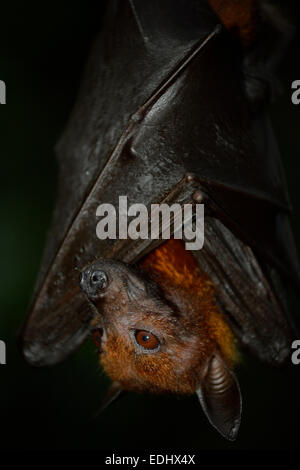 Flying Fox (Pteropus sp.), originaire d'Asie du Sud-Est, captive Banque D'Images