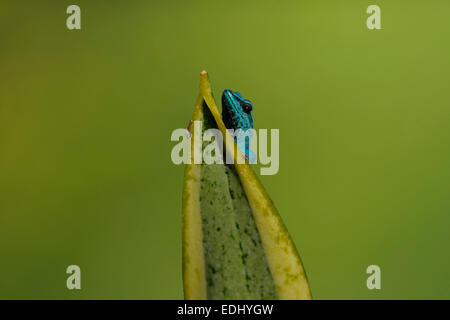 Gecko Nain turquoise (Lygodactylus Williamsi), originaire de Tanzanie, Afrique, captive Banque D'Images