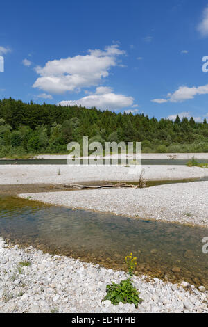 La rivière Isar, Pupplinger Au, Geretsried, Upper Bavaria, Bavaria, Germany Banque D'Images