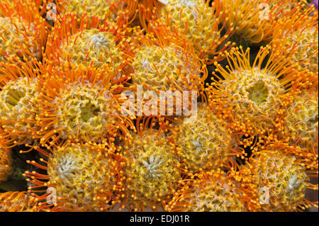 Pincushion ou Protea (Leucospermum patersonii), originaire d'Afrique du Sud Banque D'Images