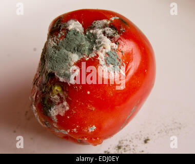 Tomate pourrie Banque D'Images