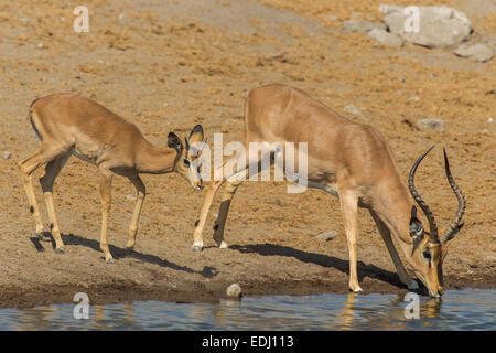Les impalas à face noire (Aepyceros melampus petersi), hommes et femmes de boire à un point d'Etosha National Park, Namibie Banque D'Images