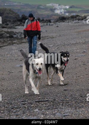 Homme marchant deux chiens le long beach, Cornwall, UK Banque D'Images