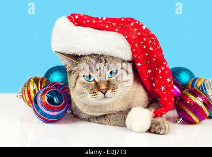 Cat wearing santa hat avec décoration de Noël sur fond bleu Banque D'Images