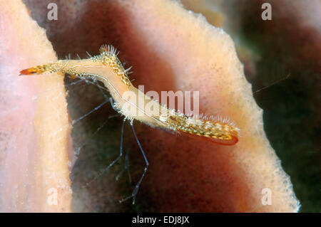 Long Nez, la Crevette de roche ou Donald Duck ( Crevette Leander plumosus) Mer de Bohol, Philippines, en Asie du sud-est Banque D'Images