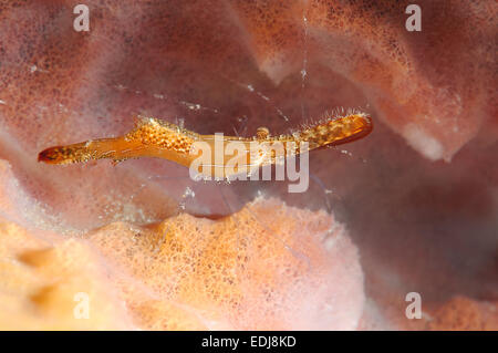 Long Nez, la Crevette de roche ou Donald Duck ( Crevette Leander plumosus) Mer de Bohol, Philippines, en Asie du sud-est Banque D'Images