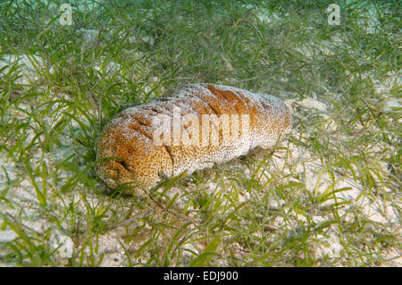 L'Éléphant de mer cucumbe Trunkfish (Holothuria fuscopunctata) Mer de Bohol, Philippines, en Asie du sud-est Banque D'Images