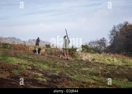 Tournage en faisan de la campagne anglaise, UK Banque D'Images