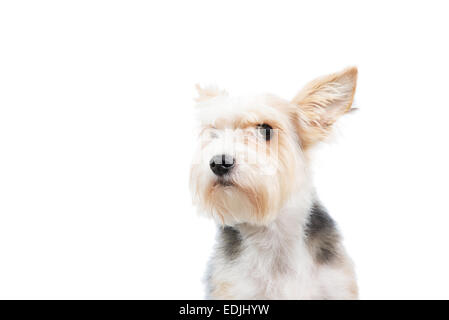 Curieux chien avec regard attentif Banque D'Images