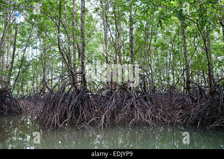 La forêt de mangrove de Krabi, Thaïlande, Asie du Sud-Est Banque D'Images