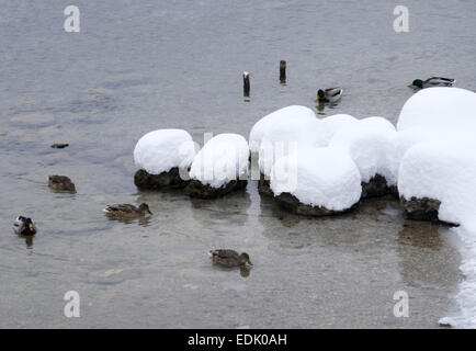 Canards nager près des roches couvertes de neige dans un lac Banque D'Images