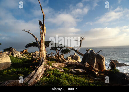 Côte le long de 17 Mile Drive, CA Banque D'Images