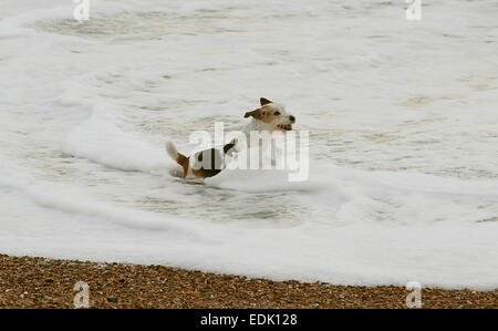 Brighton, Sussex, UK. 7 janvier, 2015. Un chien aime jouer dans les vagues comme une mer de Brighton Beach livre aujourd'hui avec le mauvais temps et des vents forts prévus pour plus tard cette semaine Banque D'Images