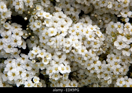 Van Houtte Spiraea vanhouttei arbuste à fleurs Banque D'Images