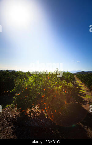 Mûrissement soleil oranges sur les arbres en Valencia Espagne Banque D'Images