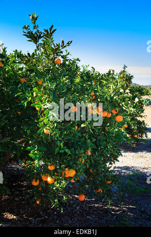 Maturation des oranges au soleil sur oarnge arbres en Valencia Espagne Banque D'Images