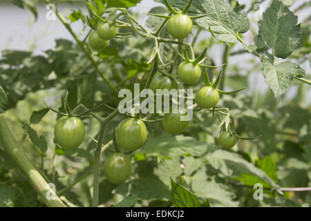 Près d'un potager d'été ensoleillé avec le mûrissement des tomates vertes abondantes Banque D'Images