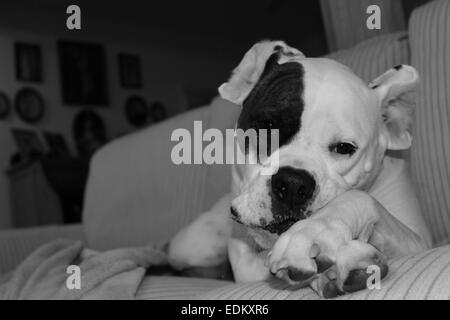 Bull dog américain endormi sur un canapé. Banque D'Images