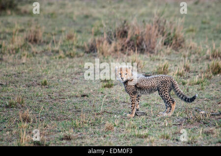 Petit Cheetah Cub, Acinonyx jubatus, Masai Mara National Reserve, Kenya, Afrique de l'Est Banque D'Images