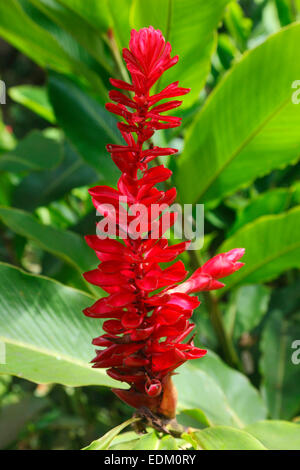 Seychelles - Alpinia Purpurata gingembre rouge, fleurs, l'île de La Digue Banque D'Images